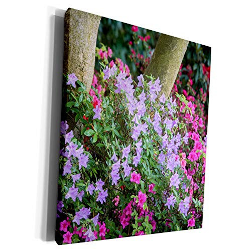 3dRose Danita Delimont - Chuck Haney - Flowers - Floral display at the Rhododendron Garden in Portland, Oregon, USA - Museum Grade Canvas Wrap -cw-190030-1- 3dRose Danita Delimont - Chuck Haney - Flowers - Floral display at the Rhododendron Garden in Portland, Oregon, USA - Museum Grade Canvas Wrap -cw-190030-1-