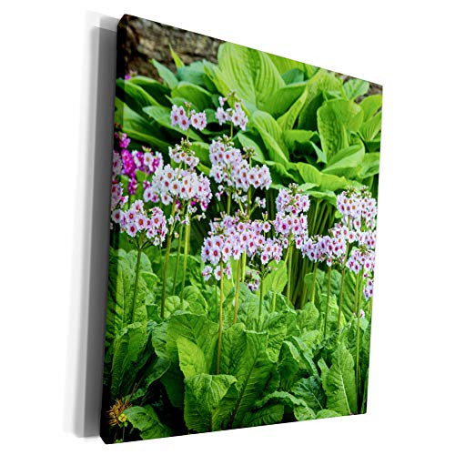 3dRose Danita Delimont - Chuck Haney - Flowers - Floral display at the Rhododendron Garden in Portland, Oregon, USA - Museum Grade Canvas Wrap -cw-190032-1- 3dRose Danita Delimont - Chuck Haney - Flowers - Floral display at the Rhododendron Garden in Portland, Oregon, USA - Museum Grade Canvas Wrap -cw-190032-1-