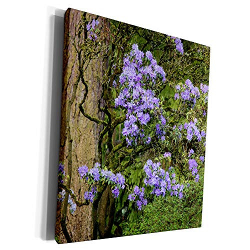 3dRose Danita Delimont - Chuck Haney - Flowers - Azalea display at the Rhododendron Garden in Portland, Oregon, USA - Museum Grade Canvas Wrap -cw-190034-1- 3dRose Danita Delimont - Chuck Haney - Flowers - Azalea display at the Rhododendron Garden in Portland, Oregon, USA - Museum Grade Canvas Wrap -cw-190034-1-