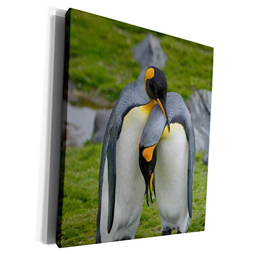 3dRose Danita Delimont - Penguins - South Georgia. Saint Andrews. King penguin. Courtship display. - Museum Grade Canvas Wrap -cw-225291-1- 3dRose Danita Delimont - Penguins - South Georgia. Saint Andrews. King penguin. Courtship display. - Museum Grade Canvas Wrap -cw-225291-1-