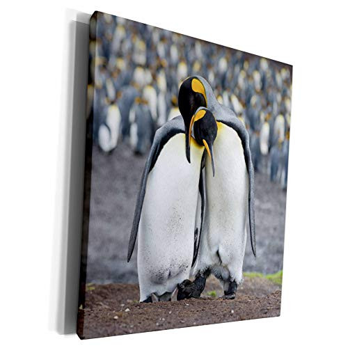 3dRose Danita Delimont - Penguin - King Penguin, Falkland Islands, South Atlantic. Courtship display. - Museum Grade Canvas Wrap -cw-229137-1- 3dRose Danita Delimont - Penguin - King Penguin, Falkland Islands, South Atlantic. Courtship display. - Museum Grade Canvas Wrap -cw-229137-1-