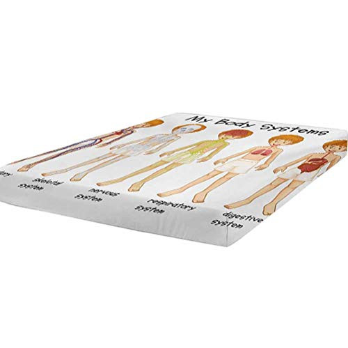 LCGGDB Educational Bedding Fitted Sheet Twin Size,Different Systems in Human Nervous Skeletal Digestive Body Anatomy Young Kids Soft Decorative Fabric Bedding All-Round Elastic Pocket,Multicolor