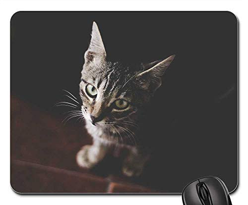 Mouse Pad - Cat Pet Animal Black Floor Kitten Cute Eyes
