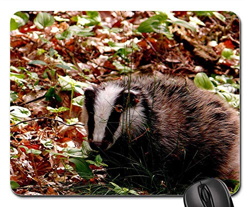 Mouse Pad - Badger Forest Wild Nature Animal Forest Floor