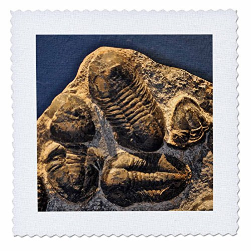 3dRose Scarlet Macaw-Quilt Square, 14-inch (qs_16938_5)