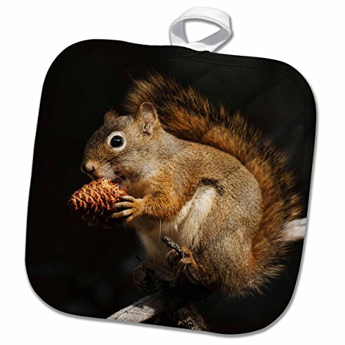 3D Rose Red Squirrel Eating Pine Nut Pot Holder 8 x 8