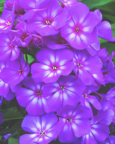 First Editions Grape Lollipop Candy Store Garden Phlox - Phlox Pan. Grape Lollipop - 19cm