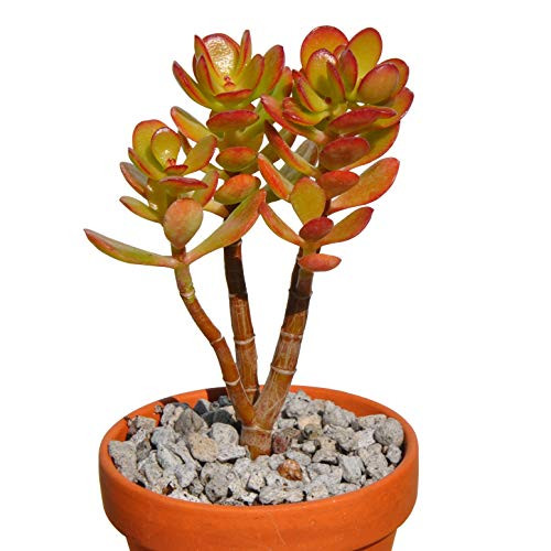 Baby Jade Crassula Ovata Crosbys Compact Great for Bonsai/Office Plant 6-8