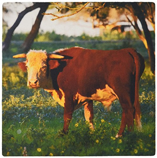 3dRose Herford Bull Cow, Pasture Near Gonzales, Texas, USA - Mouse Pad, 8 by 8" (mp_147038_1) 3dRose Herford Bull Cow, Pasture Near Gonzales, Texas, USA - Mouse Pad, 8 by 8" (mp_147038_1)