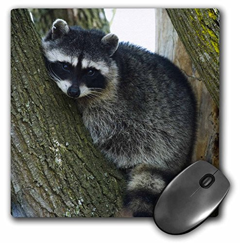 3dRose Raccoon, Skagit Valley, Washington, USA - US48 AWO0041 - Mouse Pad, 8 by 8 inches (mp_147795_1)