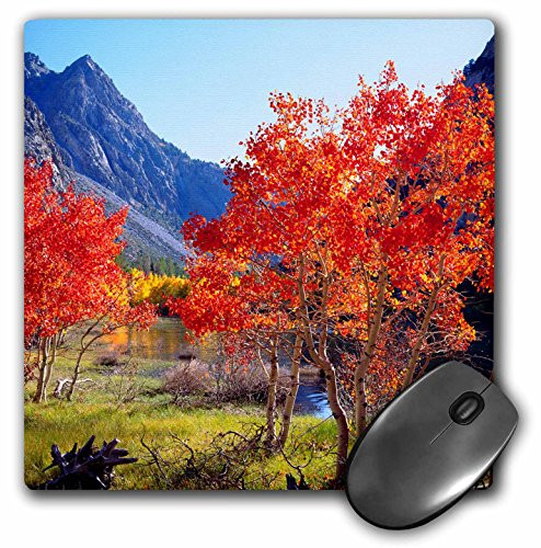 3dRose USA, California, Sierra Nevada. Aspen Trees in Autumn Mouse Pad, 8" x 8" (mp_206118_1)