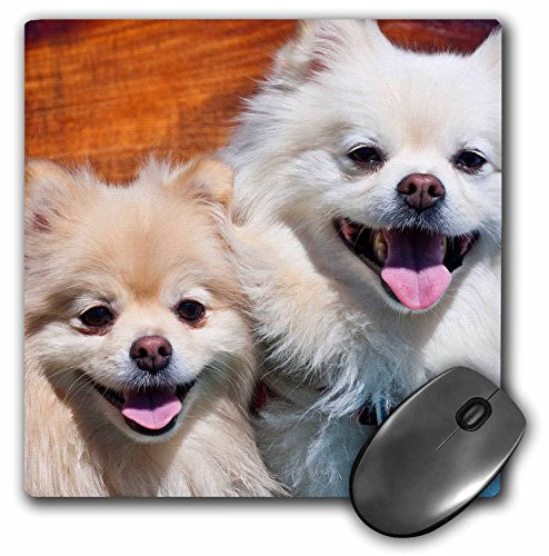3dRose USA, California. Two Pomeranians sitting on a wooden bench. - Mouse Pad, 8 by 8 inches (mp_192383_1)