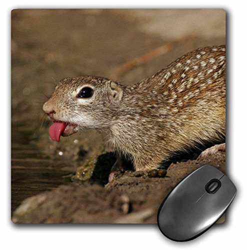 3dRose LLC 8 x 8 x 0.25 Inches Mouse Pad, USA, Texas, Starr County, Mexican Ground Squirrel, Jaynes Gallery (mp_94376_1)