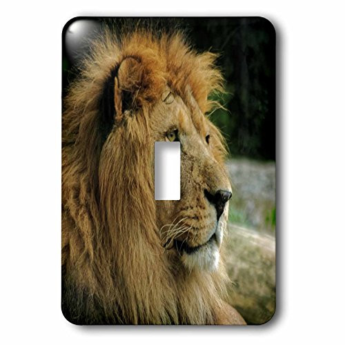 3dRose LSP_254152_1 Portrait of African Wildlife Lion Animal Style Single Toggle Switch
