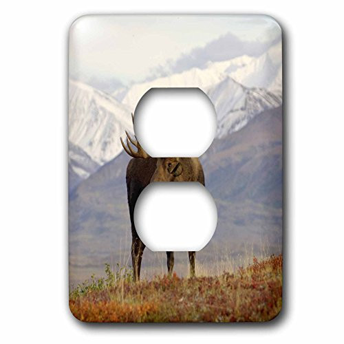 3dRose LLC lsp_87701_6 Moose Bull Wildlife, Denali National Park, Alaska Us02 Ska3065 Steve Kazlowski 2 Plug Outlet Cover