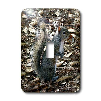 3dRose lsp_1016_1 Gray Squirrel Single Toggle Switch