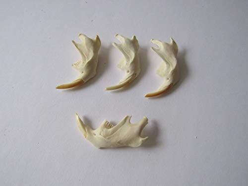 Muskrat Jawbone Taxidermy Knife Handle Crafts Animal Bones Muskrat Jawbone Taxidermy Knife Handle Crafts Animal Bones