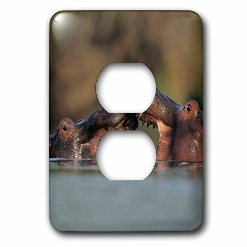 3dRose lsp_206132_6 Hippos, Hippopotamus amphibious, wrestling in water 2 Plug Outlet Cover