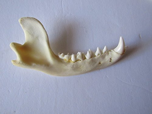 RACCOON JAW BONE TAXIDERMY KNIFE HANDLE CRAFTS ANIMAL BONES RACCOON JAW BONE TAXIDERMY KNIFE HANDLE CRAFTS ANIMAL BONES