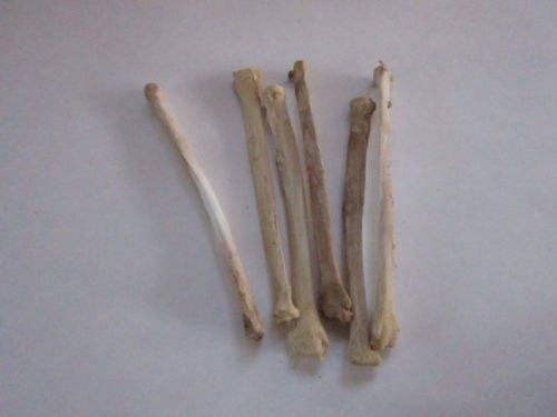 2 COYOTE LEG BONE TAXIDERMY KNIFE HANDLE CRAFT ANIMAL BONE 2 COYOTE LEG BONE TAXIDERMY KNIFE HANDLE CRAFT ANIMAL BONE