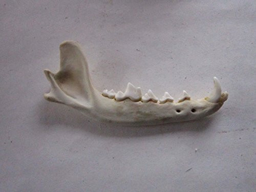 Coyote Jaw Bone Taxidermy Jawbone Knife Handle Crafts Animal Bones Coyote Jaw Bone Taxidermy Jawbone Knife Handle Crafts Animal Bones