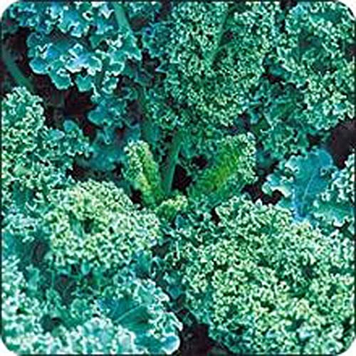 Kale , VATES Blue Curled Scotch Kale Seeds, 100 Seeds PER Package, Non GMO, Delicious in Salads
