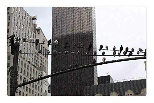 LESGAULEST Doormat Floor Rug/Mat -23.6 x 15.7 inch- - Pigeon Bird Animal Pole Wire Building City