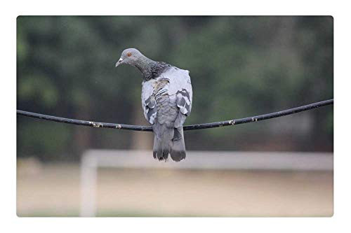 LESGAULEST Doormat Floor Rug/Mat -23.6 x 15.7 inch- - Pigeon Wire Balancing Bird Sitting Curious