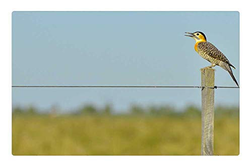 LESGAULEST Doormat Floor Rug/Mat -23.6 x 15.7 inch- - Animal Barbed Wire Beak Bird Color Daylight