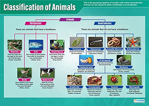 Classification of Animals | Science Posters | Laminated Gloss Paper measuring 33 x 23.5 | STEM Charts for the Classroom | Education Charts by Daydream Education