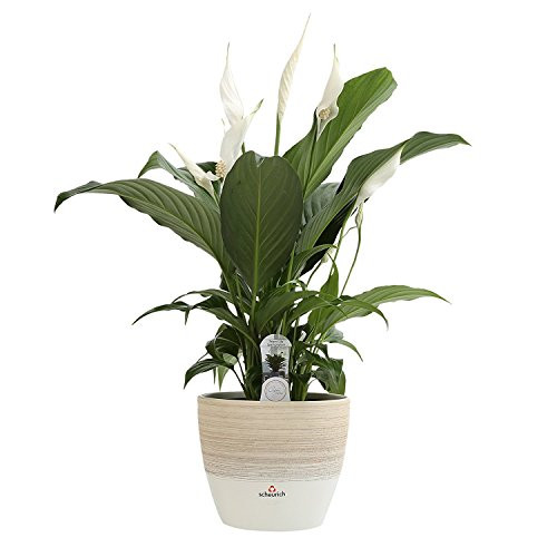 Costa Farms Flowering Peace Lily, Live Indoor Plant, 15 to 18-Inches Tall, Ships in Scheurich Ceramic Planter, Fresh From Our Farm, Great Gift or Home Décor