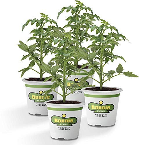 Bonnie Plants Original Tomato (4 Pack) Live Plants