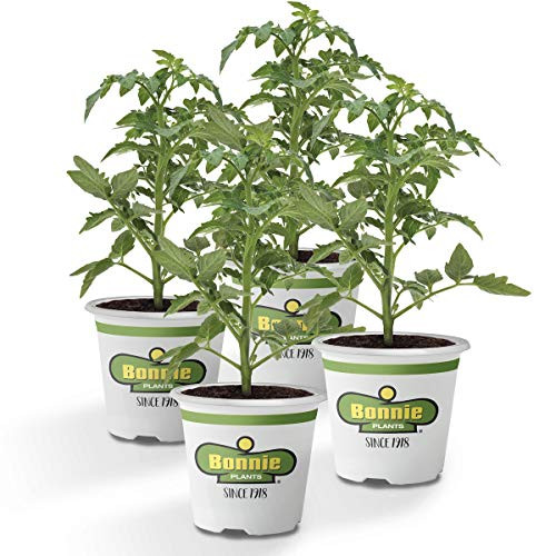 Bonnie Plants Husky Cherry Red Tomato Live Vegetable Plants - 4 Pack | Non-GMO | Bite Sized | Disease Resistant