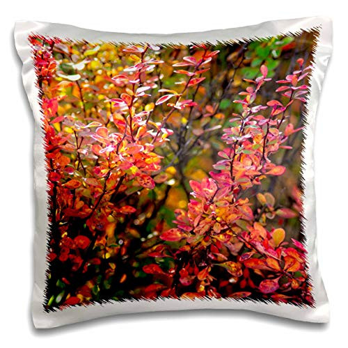 3dRose Alexis Photography - Seasons Autumn Leaves - Orange cotoneaster shrub leaves and branches. Autumn in the garden - 16x16 inch Pillow Case -pc-301124-1-