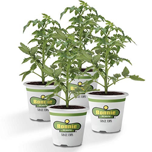 Bonnie Plants Bush Goliath Tomato (4 Pack) Live Plants