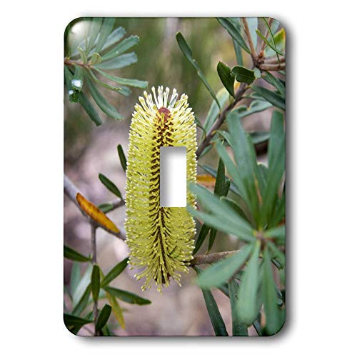 3dRose Australia, Tasmania, Cradle Mountain-Lake St Clair NP. - Light Switch Covers -lsp-329609-1-
