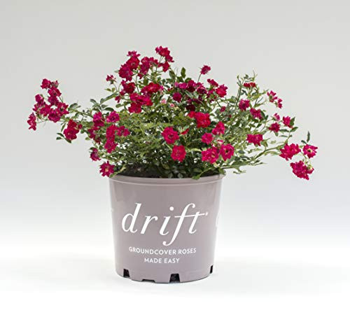 Star Roses Red Drift Groundcover Rose - Rose Drift Red - 19cm