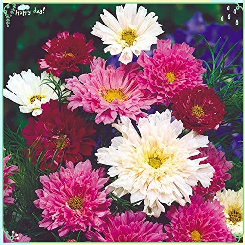 Rare Flower Plant Seeds 200 plus Cosmos Seeds - Double Click Rare Flower Plant Seeds 200 plus Cosmos Seeds - Double Click