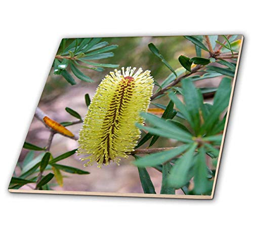 3dRose Australia, Tasmania, Cradle Mountain-Lake St Clair NP. - Tiles -ct-329609-3-