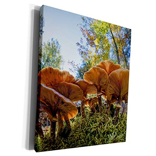 3dRose Danita Delimont - Fungi - Mushrooms on forest floor, Hiawatha National Forest, Michigan. - Museum Grade Canvas Wrap -cw-279072-1-