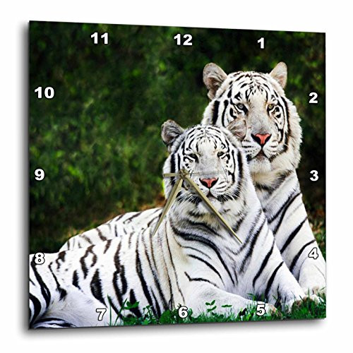 3dRose White Tigers - Wall Clock, 15 by 15-Inch (DPP_54187_3)