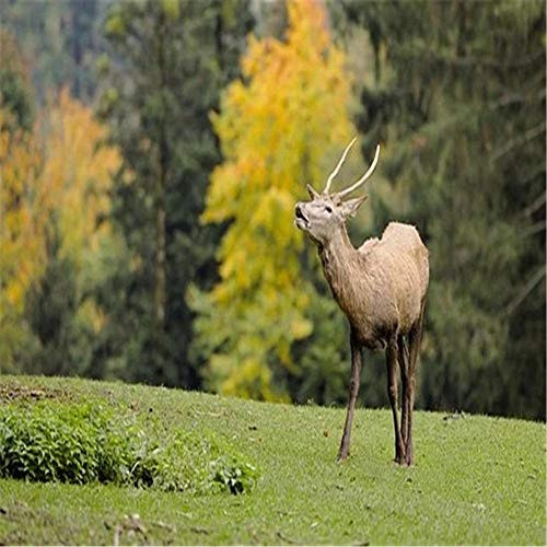 1000 Piece Jigsaw Puzzle, Deer on The Meadow Floor Puzzle for Kids Adults-26x38cm