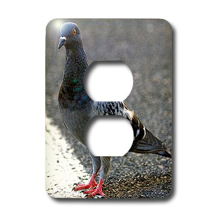 3dRose lsp_3122_6"Rock Dove" 2 Plug Outlet Cover