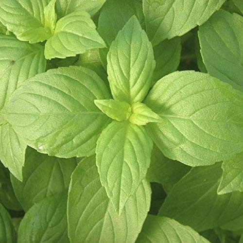 Lemon Basil Seed - 200 Count Seed Pack - Non-GMO - A Unique herb with The The Essence of Lemon and The Sweet Anise Flavor of Basil. - Country Creek LLC