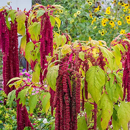 Love Lies Bleeding Amaranth Tassel Flowers -5,000 plus Seeds, 4 G Packet - Non-GMO Edible Flower Seeds for Planting - Heirloom Pendant Amaranth Flower Seed - Unique Home Garden Flower Seed Love Lies Bleeding Amaranth Tassel Flowers -5,000 plus Seeds, 4 G Packet - Non-GMO Edible Flower Seeds for Planting - Heirloom Pendant Amaranth Flower Seed - Unique Home Garden Flower Seed