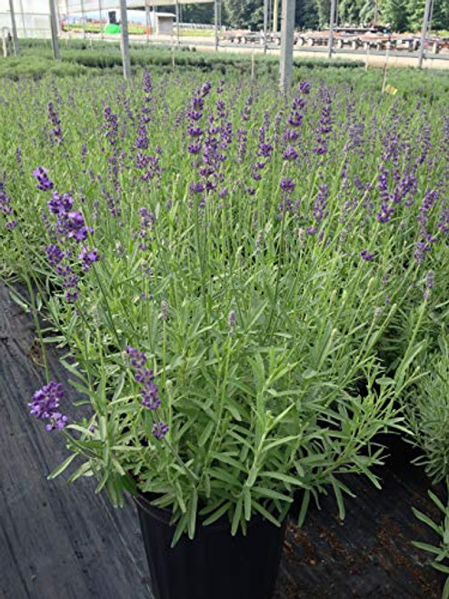 Lavandula ang. 'Hidcote' (Lavender) Perennial, lavender flowers, 1 - Size Container
