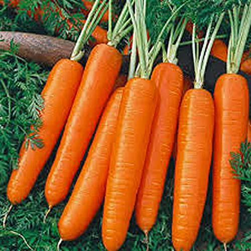 Carrot, Scarlet Nantes, Heirloom, 100 Seeds, Tasty Carrot for Snacks
