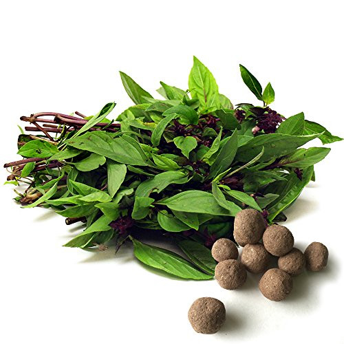Thai Basil Seed Balls - Herb  and  Vegetable Seed Bombs to Make Gardening Fun and Simple