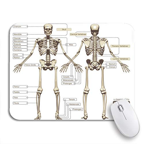 Adowyee Gaming Mouse Pad Brown Diagram of The Human Skeleton Main Parts Skeletal 9.5"x7.9" Nonslip Rubber Backing Computer Mousepad for Notebooks Mouse Mats