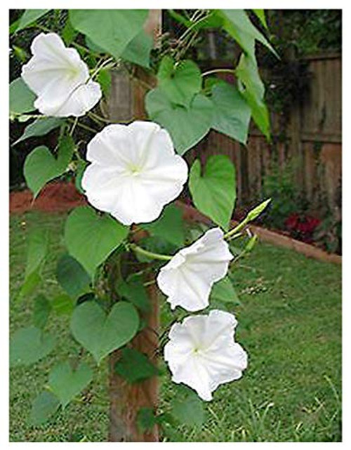 Fragrant White Evening Blooming Vine Seeds - Climbing Vine Up to 15'